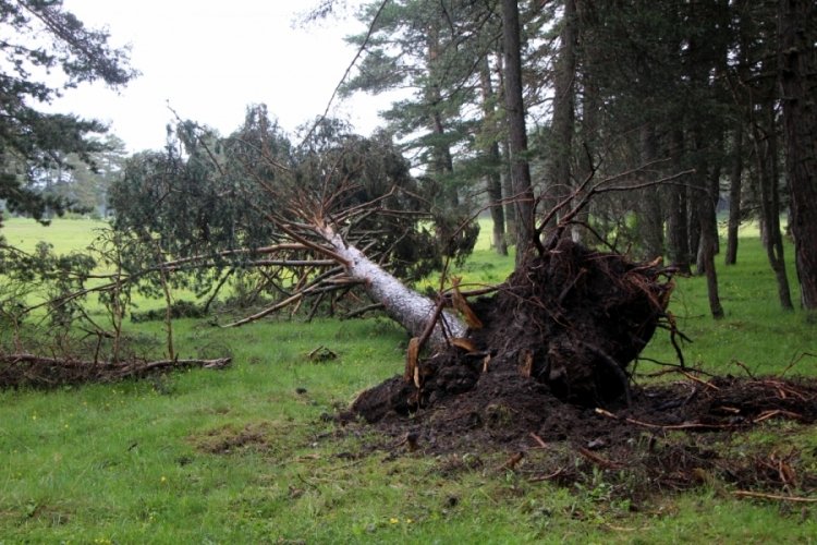 Bolu'da fırtına çam ağaçlarını devirdi