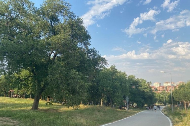 Bursa Balat Ormanı'ndaki b&ouml;cek istilası belediyeyi hareketi ge&ccedil;irdi