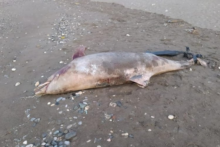 Mersin'de sahile ölü yunus vurdu