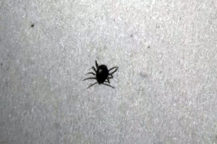 Kenenin neden olduğu &ouml;l&uuml;mlere bir yenisi eklendi