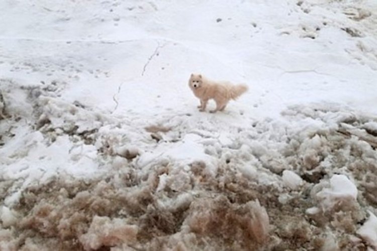 Kuzey Kutbu'nda kaybolan k&ouml;peği, Rus gemisi buldu