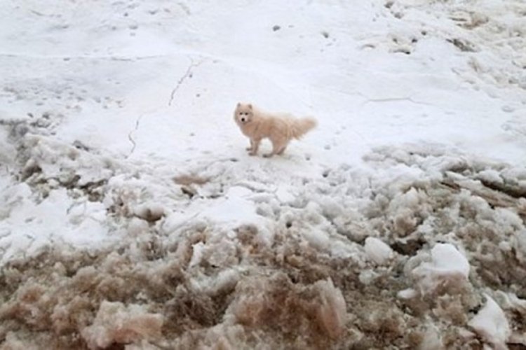 Kuzey Kutbu'nda kaybolan k&ouml;peği, Rus buzkıran gemisi buldu