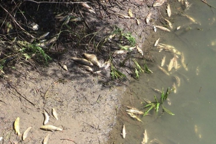 Kahramanmaraş'ta korkutan balık ölümleri