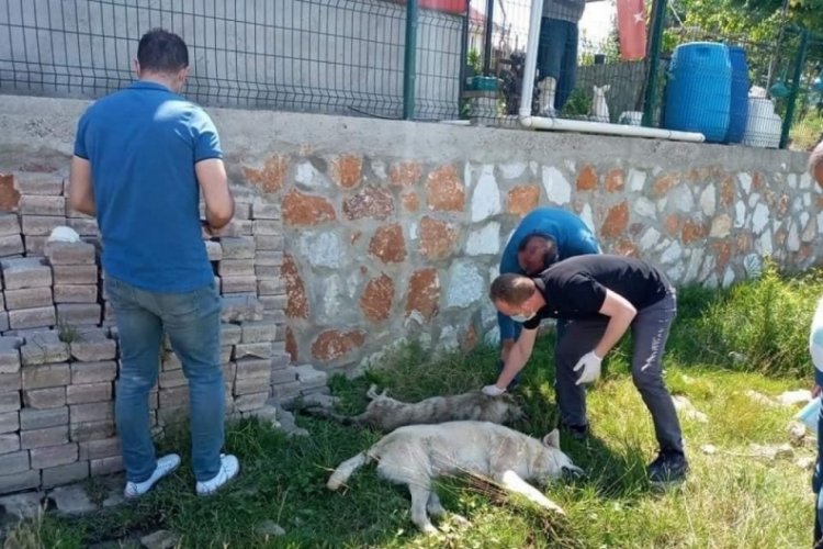 Yalova'da 7 k&ouml;pek zehirlenerek &ouml;ld&uuml;r&uuml;ld&uuml;