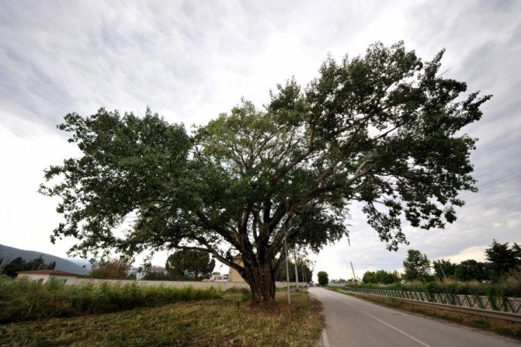 Bursa İznik'teki 'Künye Ağaç'ın koruma altına alınmasını istiyorlar