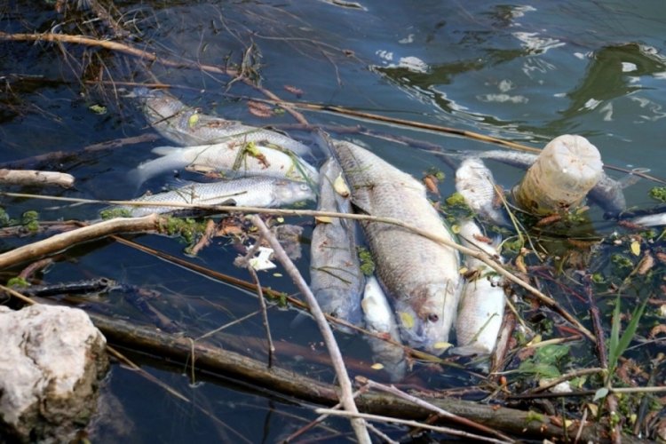 Kızılırmak'ta toplu balık ölümleri