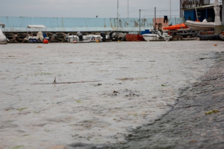Kadık&ouml;y Kurbağlıdere, salya ile kaplandı