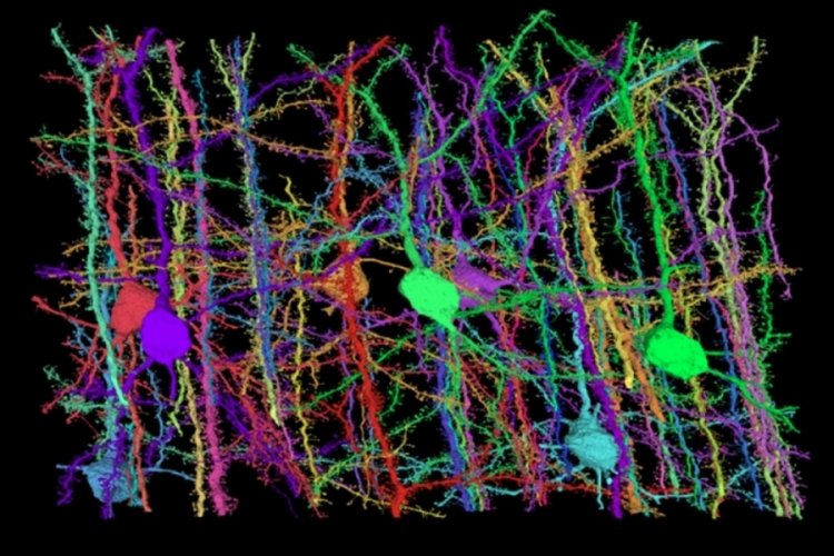 İnsan beyninin en detaylı haritası oluşturuldu