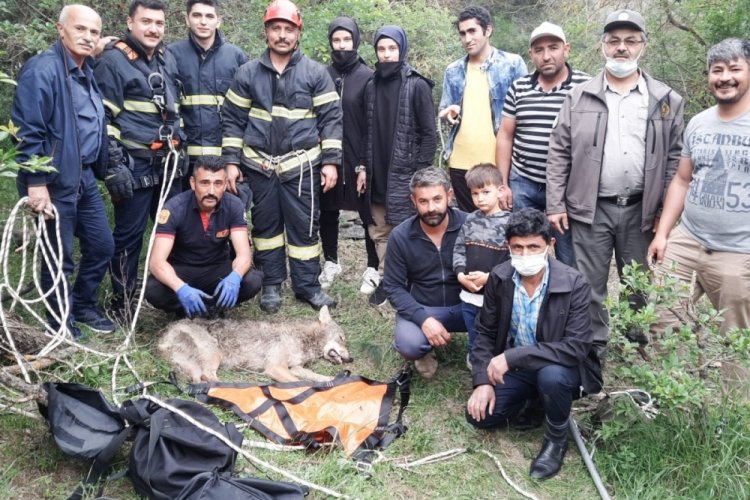 10 metre derinliğinde kuyuya d&uuml;şen kurt kurtarıldı