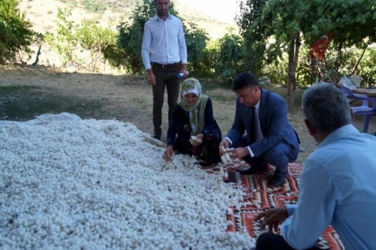 Koza yetiştiriciliği y&uuml;zlerce aileye ekmek kapısı oldu
