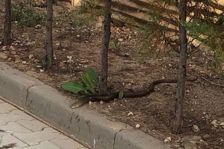 Bursa'da site bahçesine giren yılan korkuttu