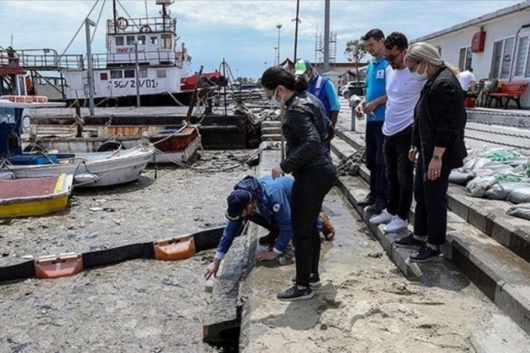 M&uuml;silajı temizlemek i&ccedil;in deniz bakterileri kullanılacak
