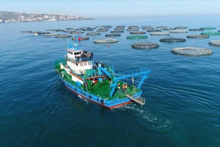 Karadeniz somonu yılın 5 ayında 39 &uuml;lkeye ihra&ccedil; edildi