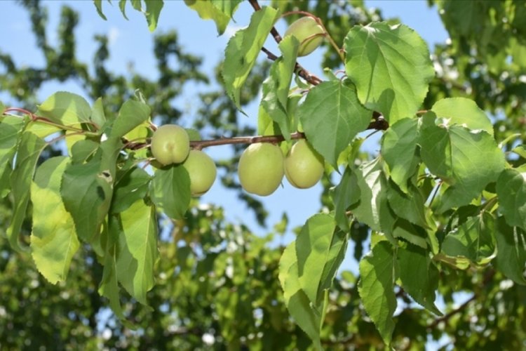 Malatya'da &uuml;reticiler yeni sezona mutlu giriyor