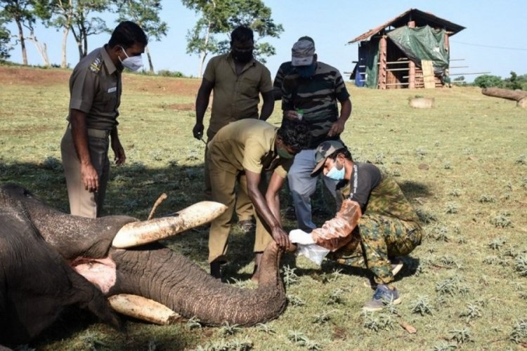 Hindistan'da 28 fil vir&uuml;se yakalandı