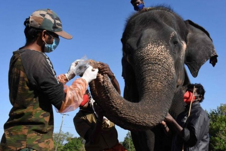 Hindistan'da 28 fil koronavirüse yakalandı