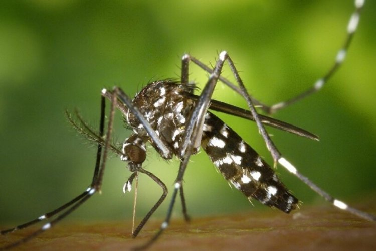 Bilimin büyük başarısı... Öldürücü hastalığı sivrisinekle yendiler!