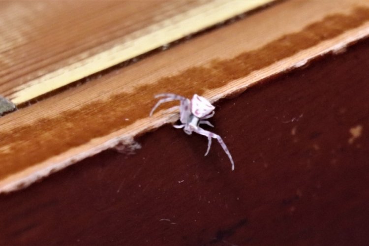 İnsan yüzlü örümcek Türkiye'de bir kez daha ortaya çıktı