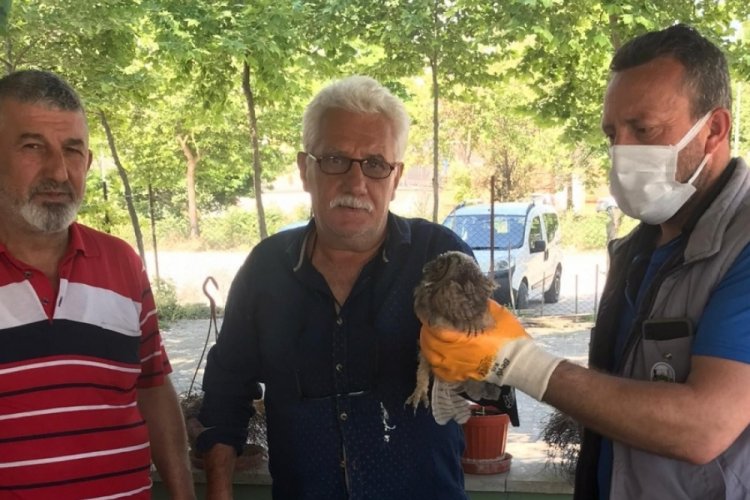 Bursa'da yaralı baykuşu ölümden kurtardılar
