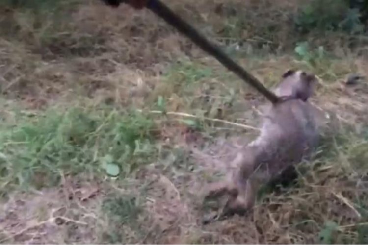 Sıkışan porsuğu itfaiye kurtardı