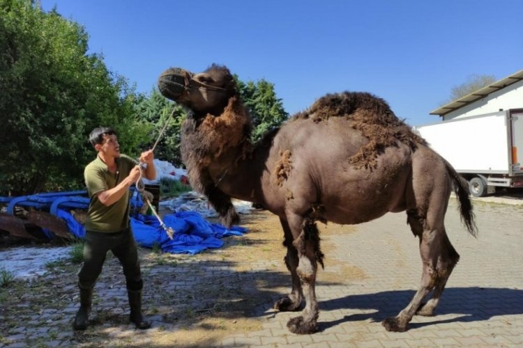 Bursa'da güreşçi deve, kurbanda alıcısını bekliyor