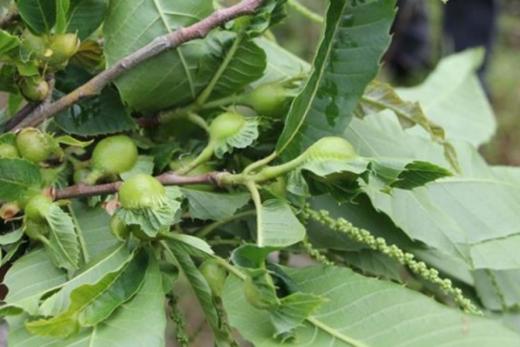 Üreticiler arasında "katil" olarak bilinen ve ağaçları çürüten gal arısı Kastamonu'da görüldü