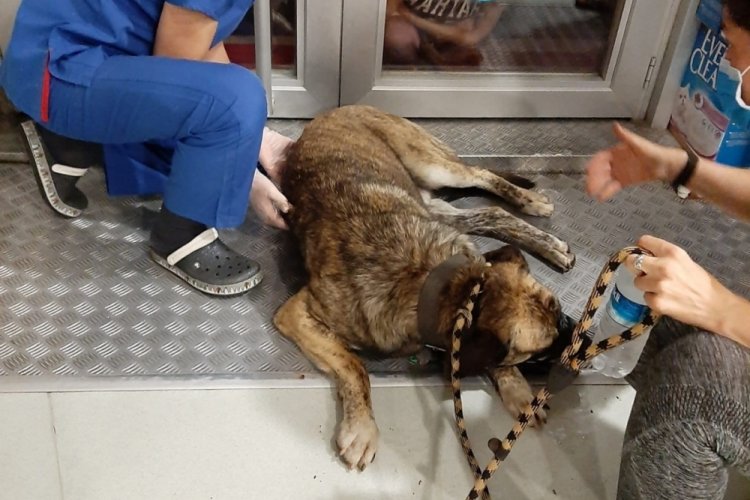 K&ouml;peğe &ccedil;arptı umursamadan ka&ccedil;tı