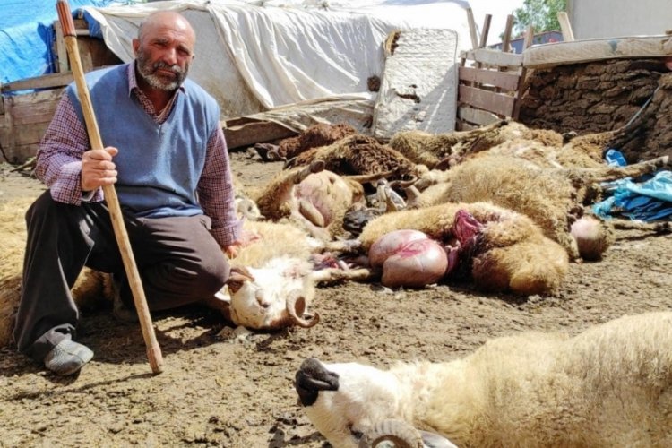 Ağıla giren kurt, 22 koyunu telef etti