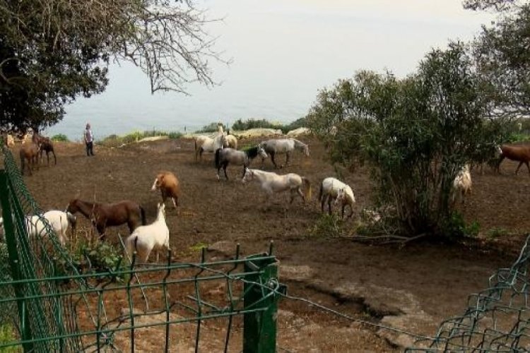 Kayıp atları, İnsan Kaynakları ve Eğitim M&uuml;d&uuml;rl&uuml;ğ&uuml; talep etmiş