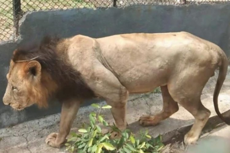 Koronavir&uuml;s ikinci kez bir aslanın canını aldı, 9 pozitif vaka daha var