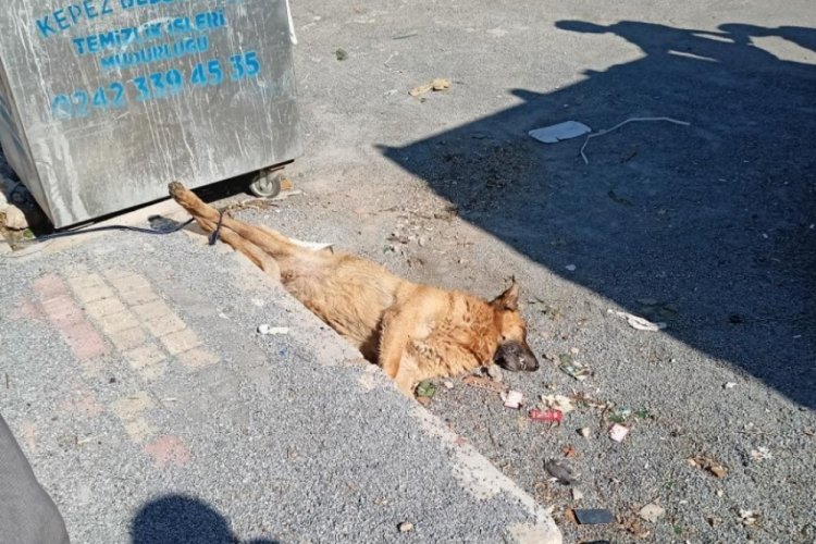 K&ouml;peği &ouml;ld&uuml;r&uuml;p ayakları bağlı halde &ccedil;&ouml;p&uuml;n yanına attılar!