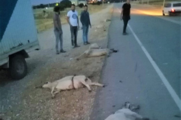 9 koyunu telef etti, ka&ccedil;arken plakayı bıraktı