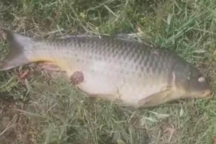 İstanbul'da Ömerli Barajı'nda balık ölümleri korkuttu
