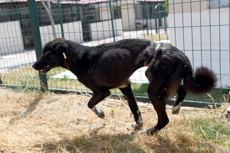 Köpeğe akılalmaz işkence: Belinden çelik telle bağlanıp ölüme terk edildi