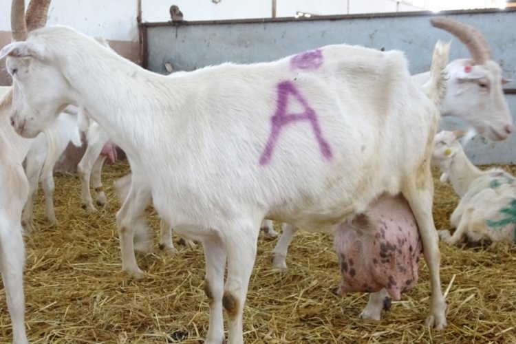 Bursa'da keçi bir günde ağırlığının yarısı kadar süt vererek rekor kırdı