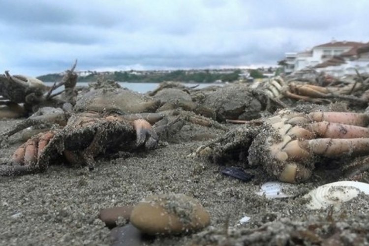 Silivri sahilinde &ouml;l&uuml; yenge&ccedil; tedirginliği