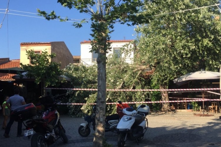 İkiye b&ouml;l&uuml;nen ağa&ccedil; faciaya sebep olacaktı