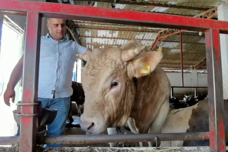 Bursa'da 40 bin liraya kurbanlık boğa