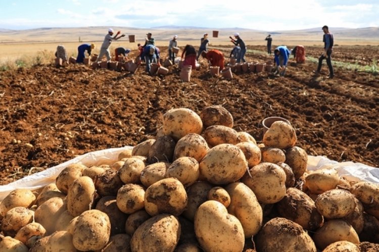 Türkiye'nin patates tohumu ihtiyacının yarısından fazlası yerli tohumla karşılanıyor