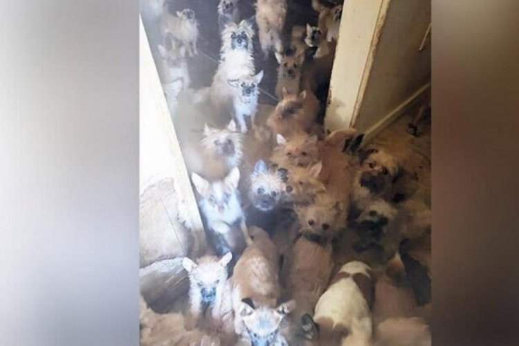 ABD'de evden &ccedil;ıkan kiracı arkasında 85 k&ouml;pek ve 9 kedi bıraktı