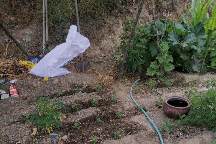 Uyuşturucu operasyonunda 160 k&ouml;k hint keneviri ele ge&ccedil;irildi