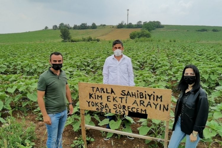 Bursa'da izinsiz ekim yapan kişiyi tarlasına diktiği tabelayla arıyor