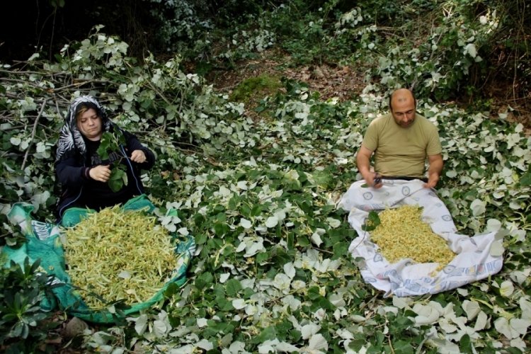 Bursa'nın ıhlamur ormanlarında mis kokulu hasat başladı