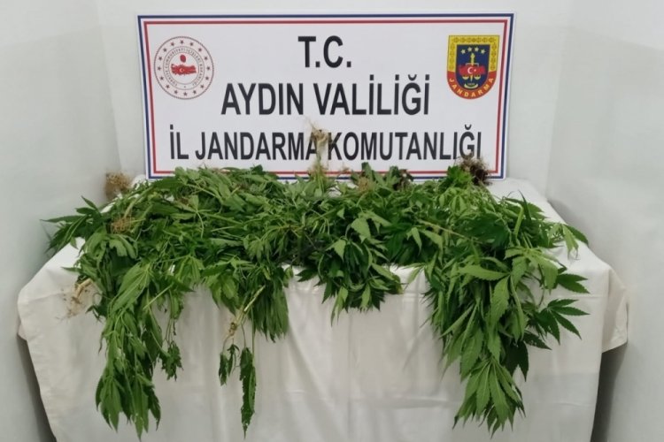 Aydın'da zehir tacirlerine operasyon! 1 haftada 222 gram uyuşturucu ele ge&ccedil;irildi
