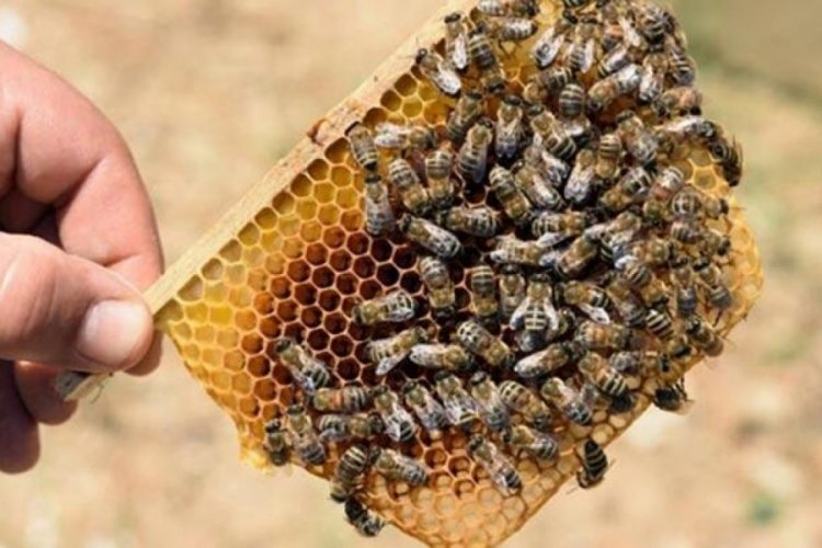 Arının soktuğu yaşlı adam hayatını kaybetti