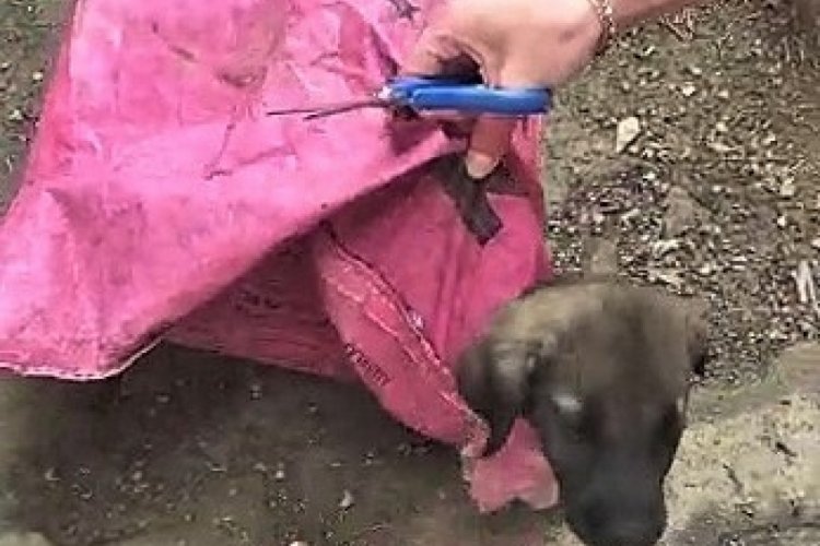 Yavru köpeği çuvala koyup, ağzını kapattılar!