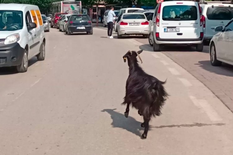 Bursa'da otomobilden ka&ccedil;an ke&ccedil;i s&uuml;r&uuml;c&uuml;lere zor anlar yaşattı
