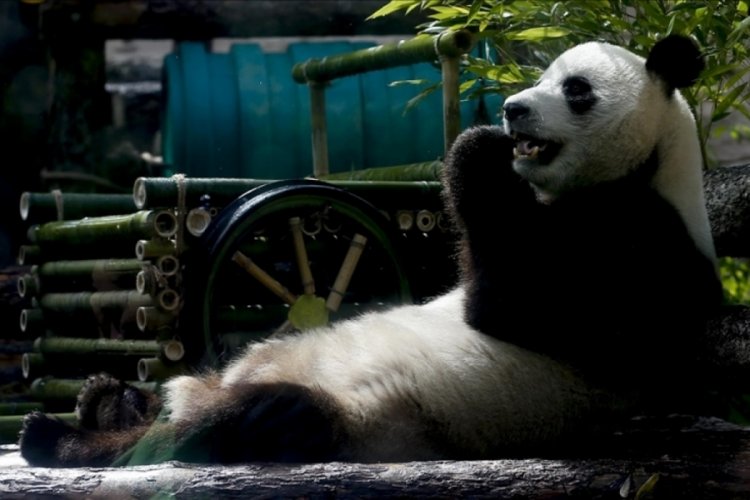 Tokyo'daki hayvanat bahçesinde panda ikiz doğurdu
