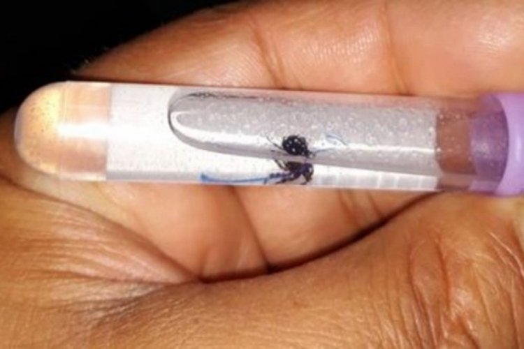 Keneye bir kurban daha! 5 g&uuml;nl&uuml;k yaşam savaşını kaybetti