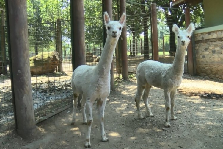 Bursa Hayvanat Bah&ccedil;esi'nin yeni yavruları alpakalar